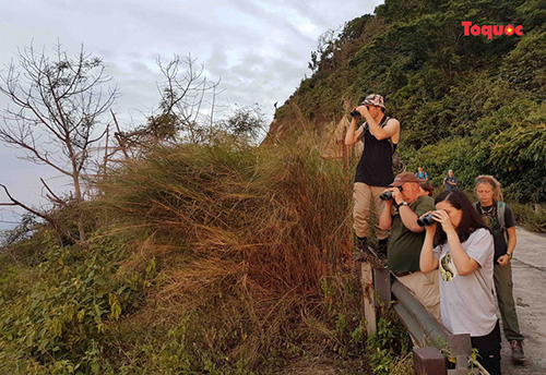 Du khách quốc tế tham quan bán đảo Sơn Trà. Trong ảnh: Nhóm du khách đang ngắm voọc chà vá chân nâu.